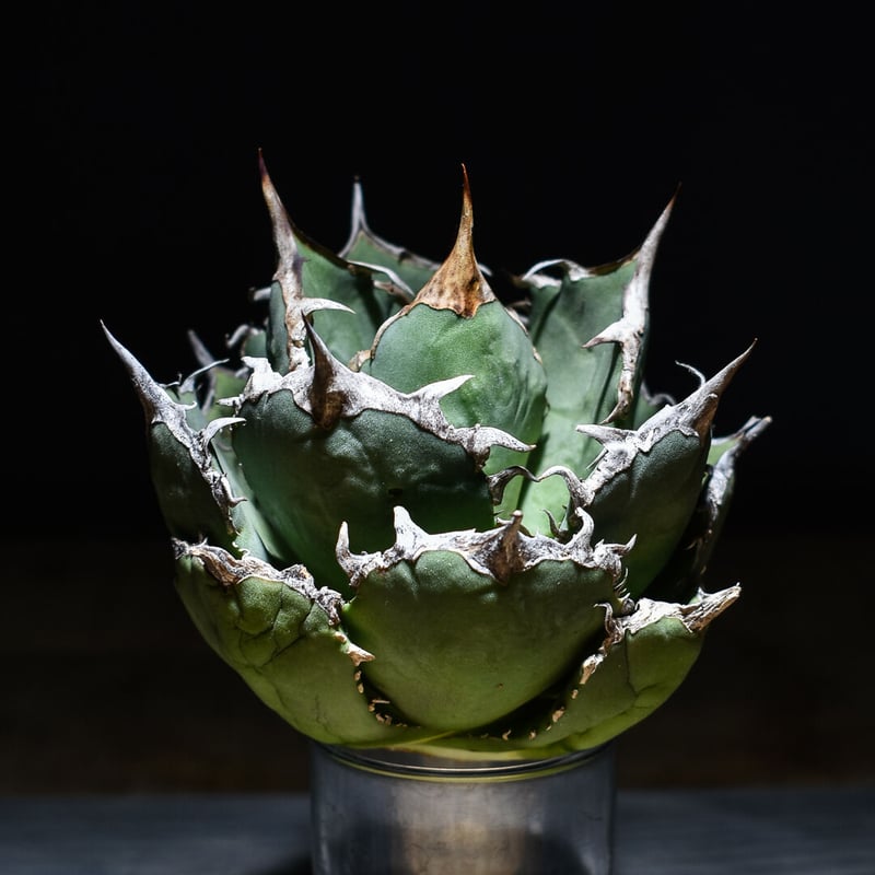 アガベ チタノタ 白鯨 ボールタイプの超良型株 (抜き苗販売) type A