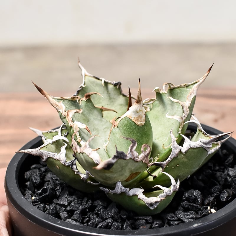 アガベ チタノタ シーザー / 凱撒 【台湾産/中株/発根済み】RF231618