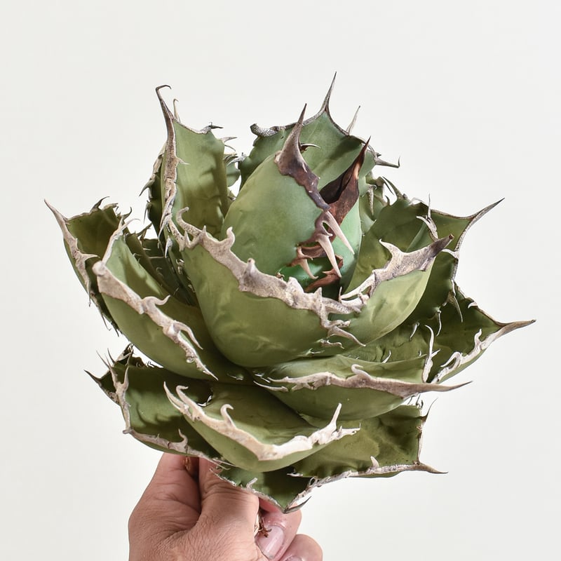 アガベ チタノタ 