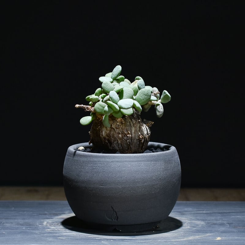 ケラリア ピグマエア （発根済）RF221007 | RAFLUM / ラフラム｜東京