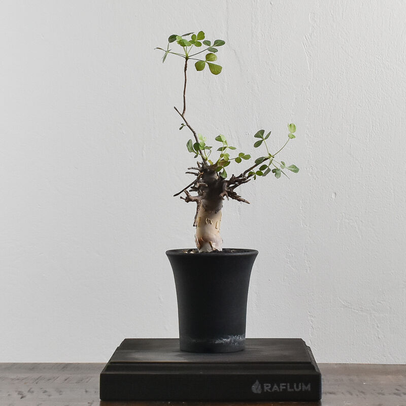 コミフォラ カタフ【ソマリア産のピュアカタフ！表皮の白さと枝振りが