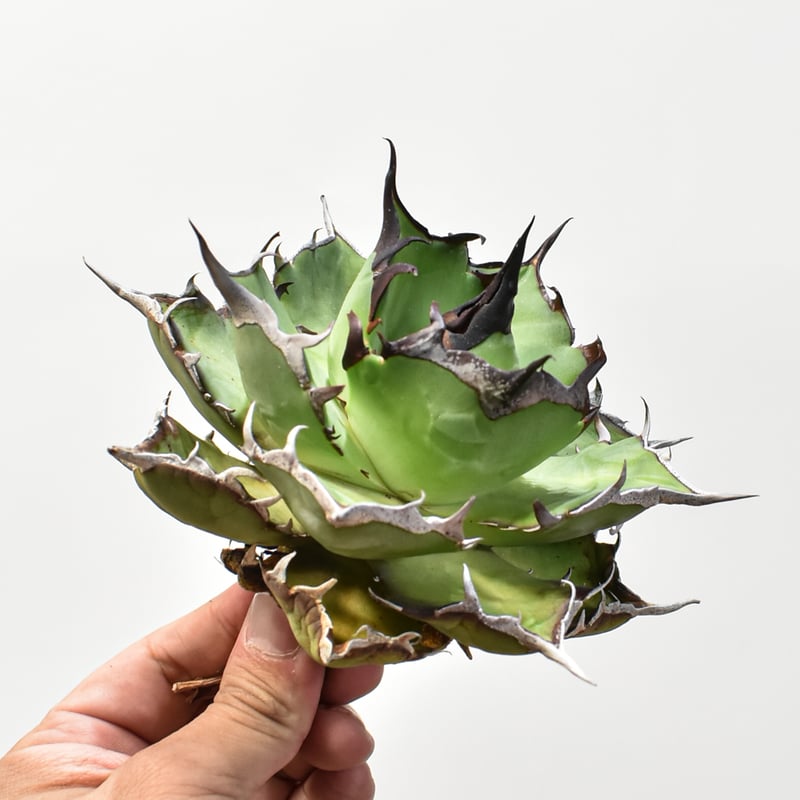 アガベ チタノタ 