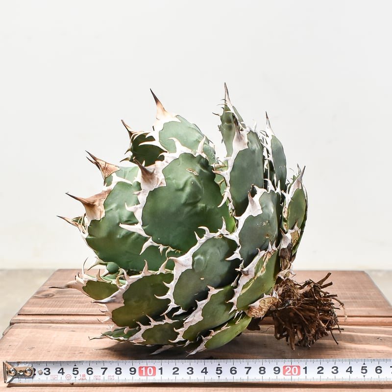 アガベ チタノタ オテロイ 