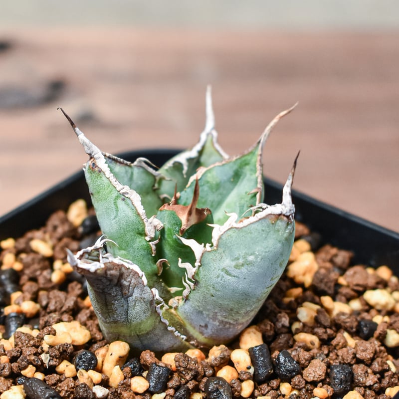 アガベ チタノタ 