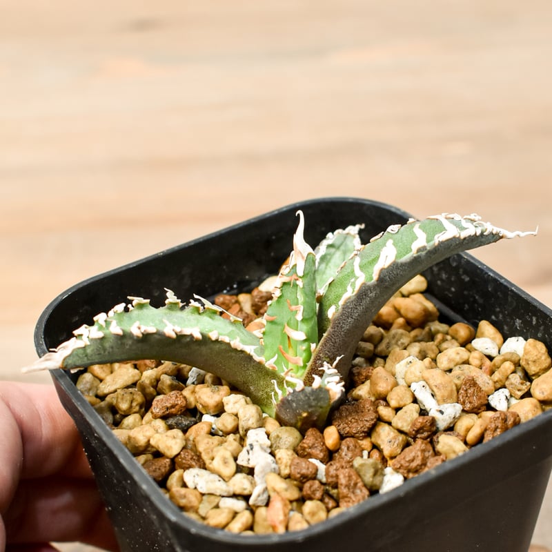 アガベ チタノタ ゴジラ 