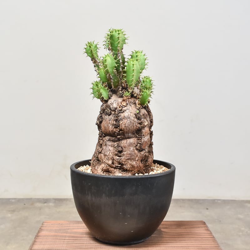 ユーフォルビア ムランジーナ 【発根済み】RF231966(T) | RAFLUM