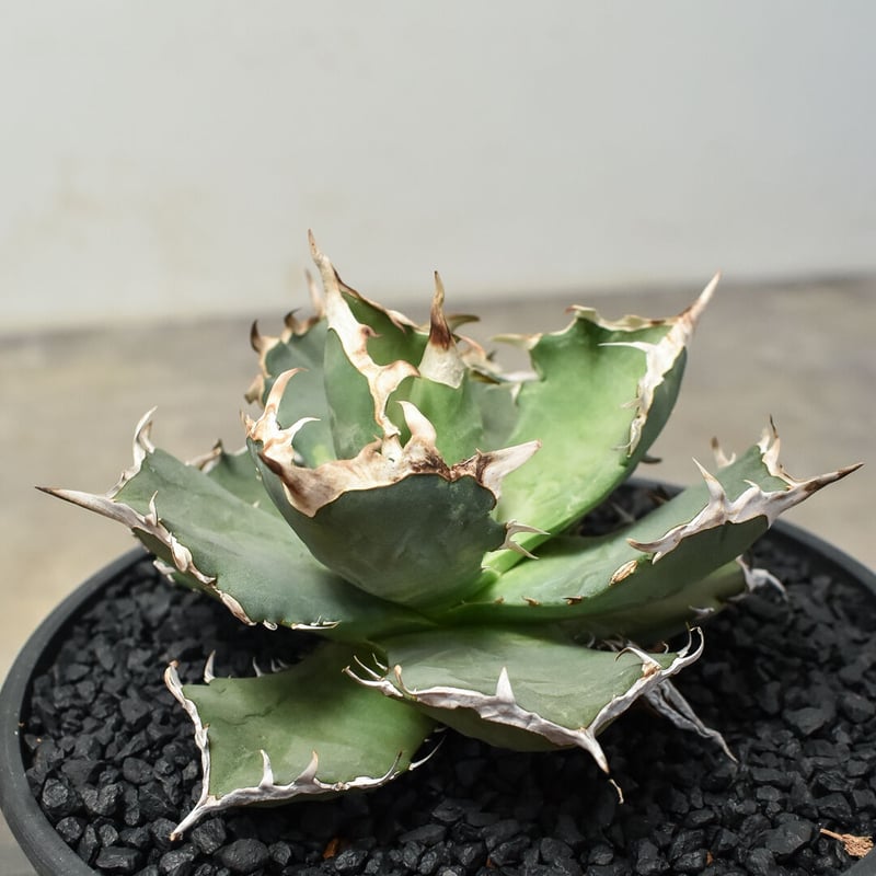 アガベ チタノタ クラブ 