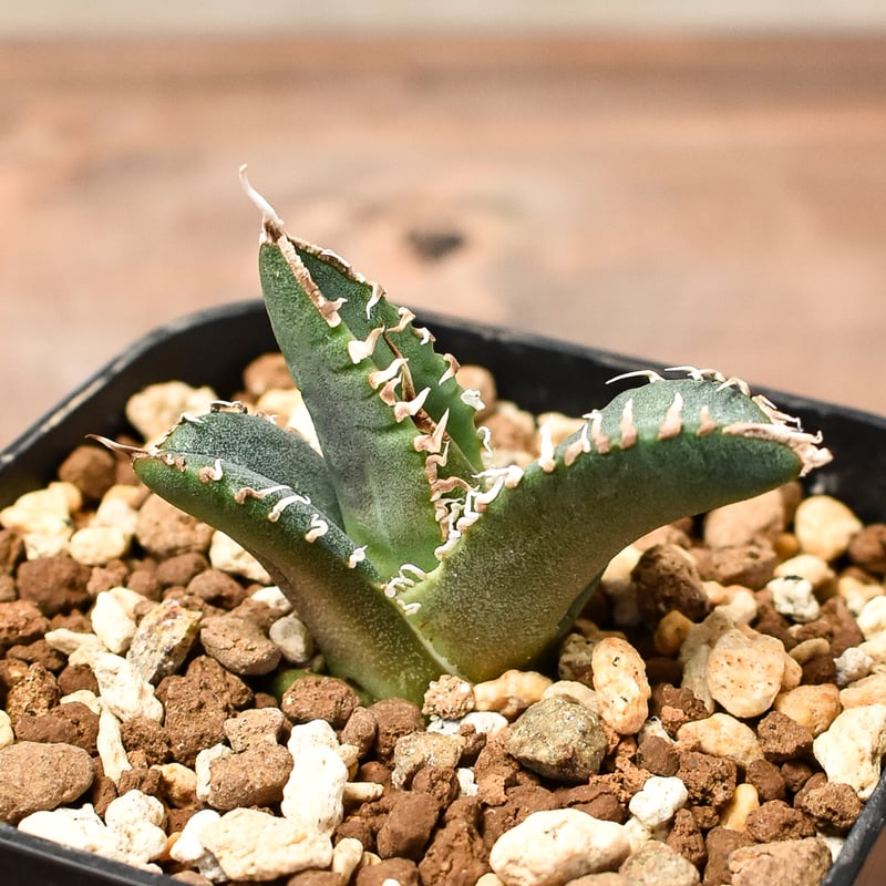 RAFLUMコレクション子株】アガベ チタノタ 