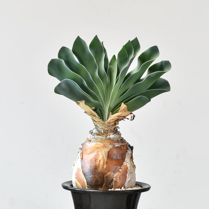 ブーファン ハエマンソイデス 【発根済み】HK2402556 | RAFLUM