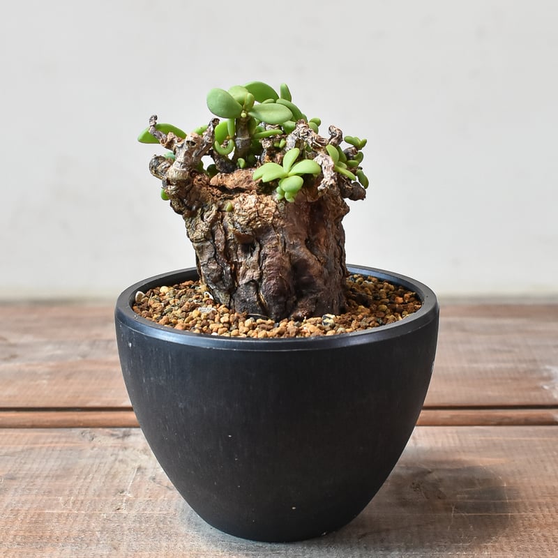 ケラリア ピグマエア 【発根済】L GM2402441(T) | RAFLUM / ラフラム｜