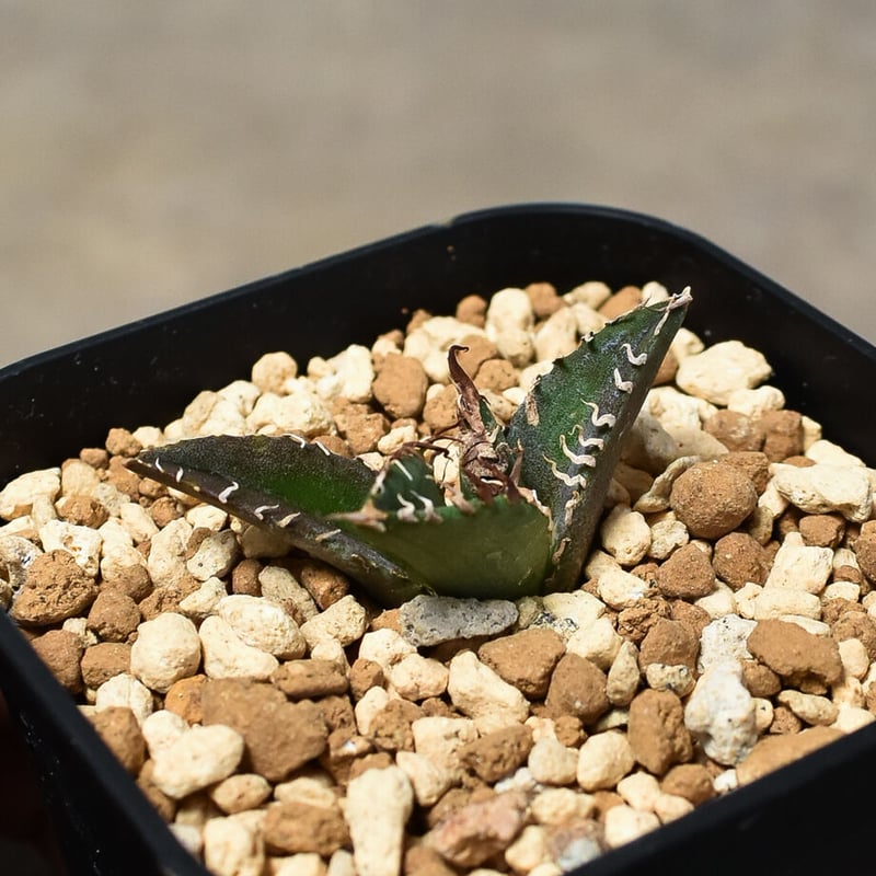 アガベ チタノタ 