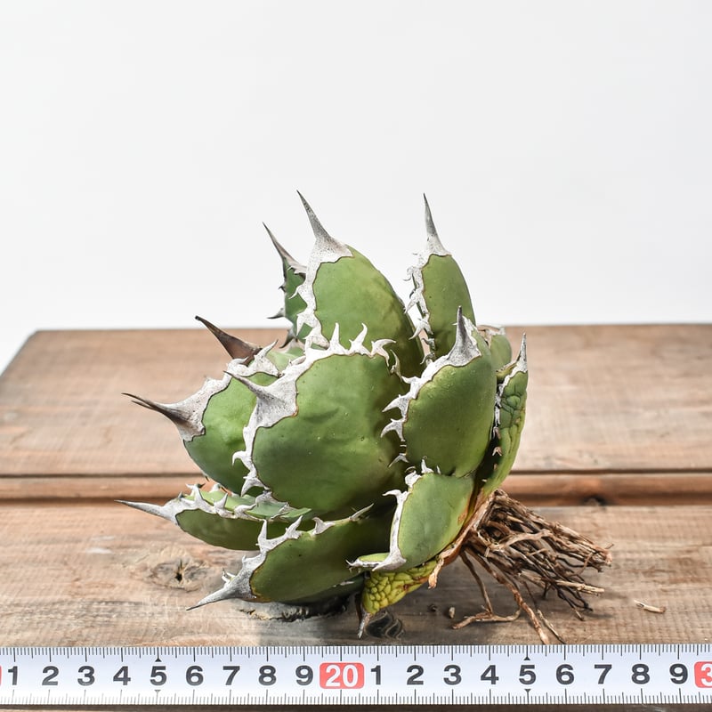 アガベ チタノタ シャークソード 