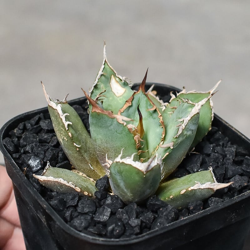 特選子株】アガベ チタノタ 