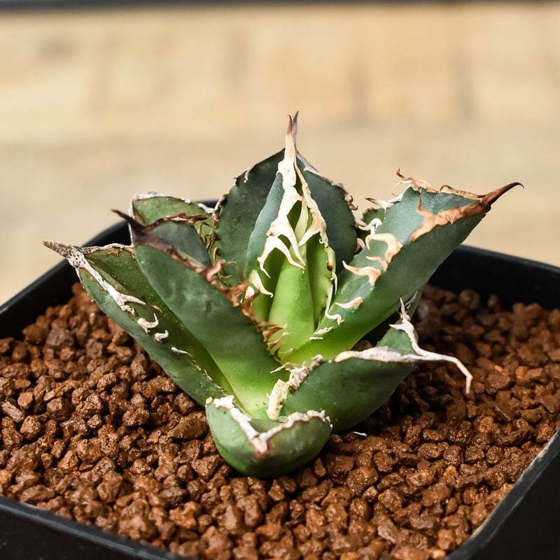 アガベ チタノタ 