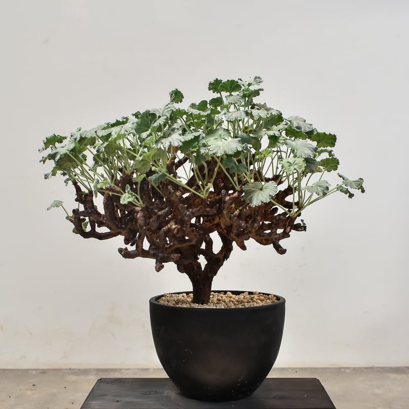 ペラルゴニウム ミラビレ 大株（発根済み）A RF231900(T) | RAFLUM / ラ