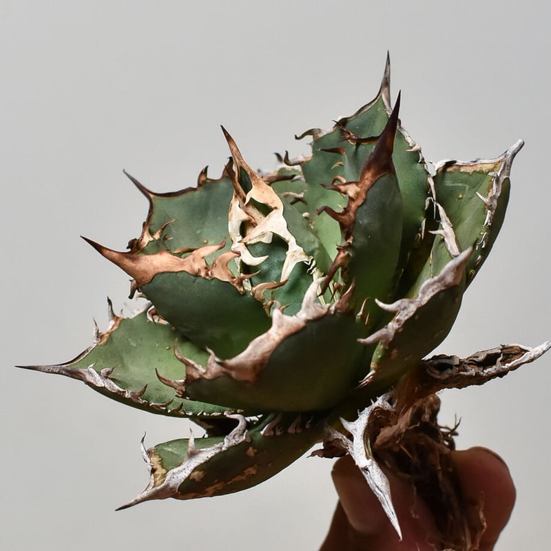 アガベ チタノタ FO-76 