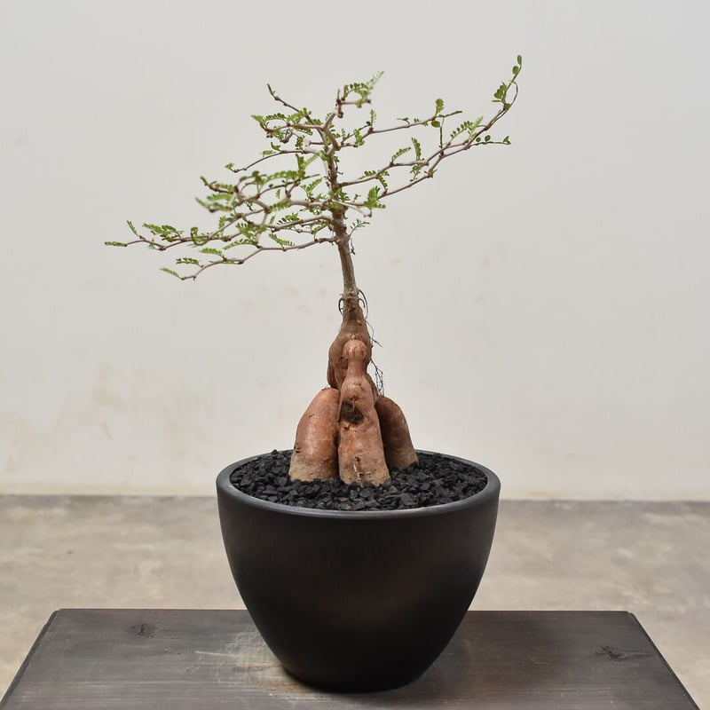 LP86 オペルクリカリア パキプス コーデックス ベアルート株 LP86