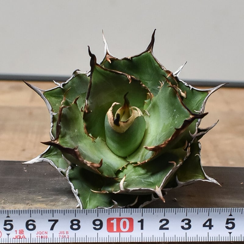 アガベ チタノタ ハデス 