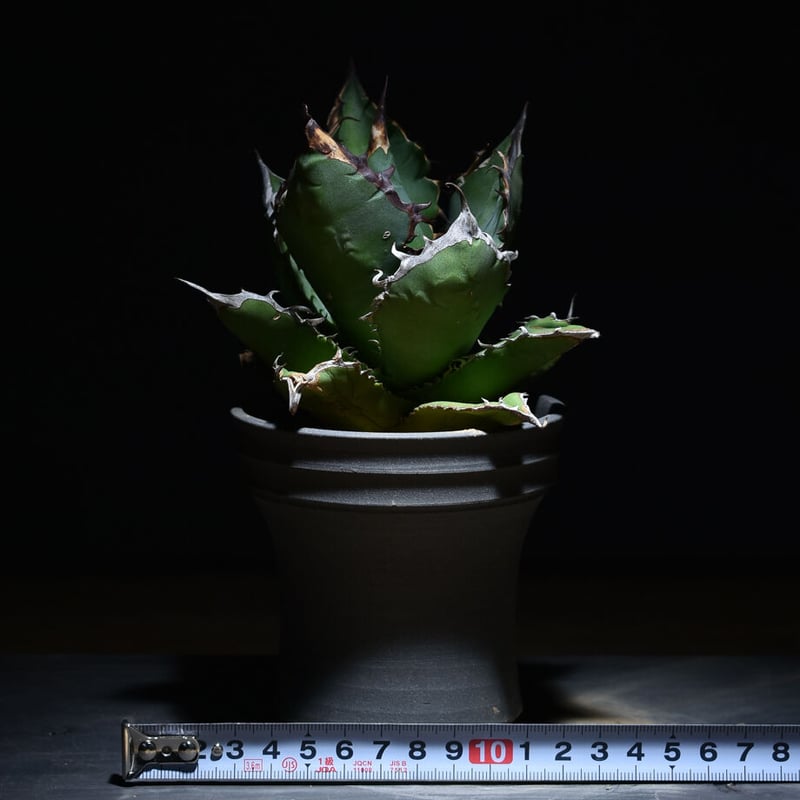 アガベ チタノタ ブラックファイヤー 