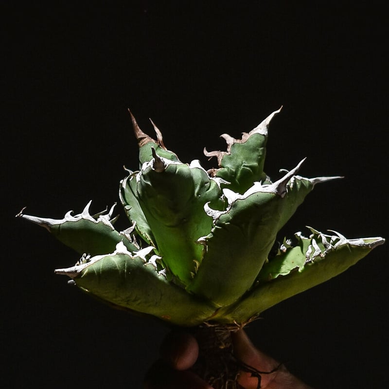 アガベ チタノタ 