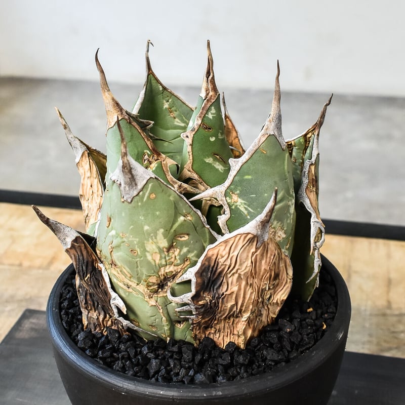 アガベ オアハカ 