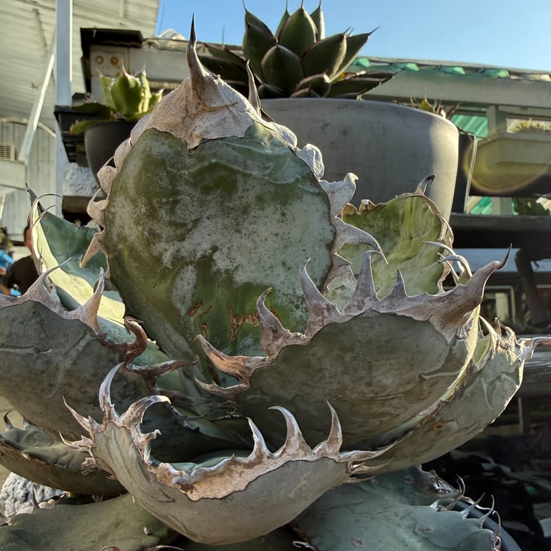 アガベ チタノタ 