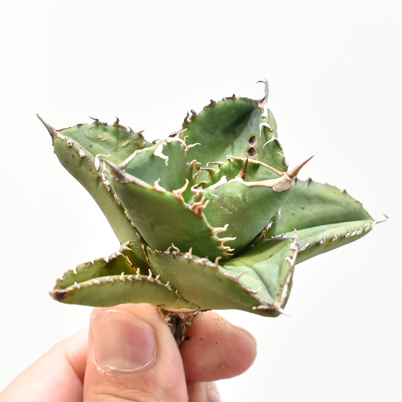 アガベ チタノタ 