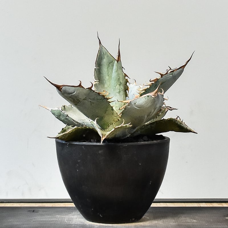 アガベ チタノタ ホワイトアイス （発根済み）RF231454 | RAFLUM