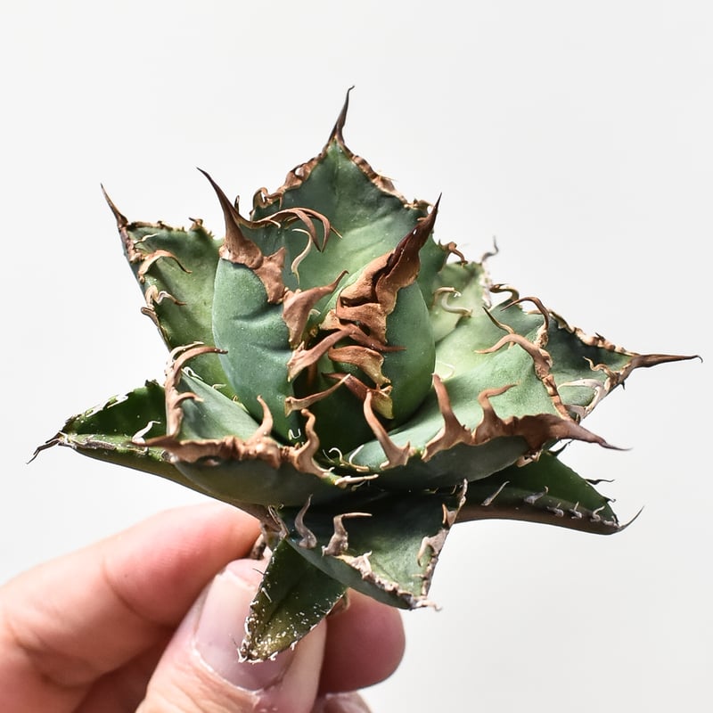 アガベ チタノタ シーザー / 凱撒 【台湾 dragon agave産/TC子株/抜き