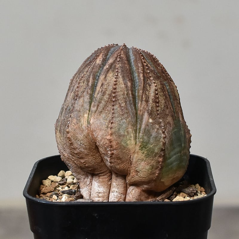 ユーフォルビア オベサ /オールド オベサ （発根済み）RF230386