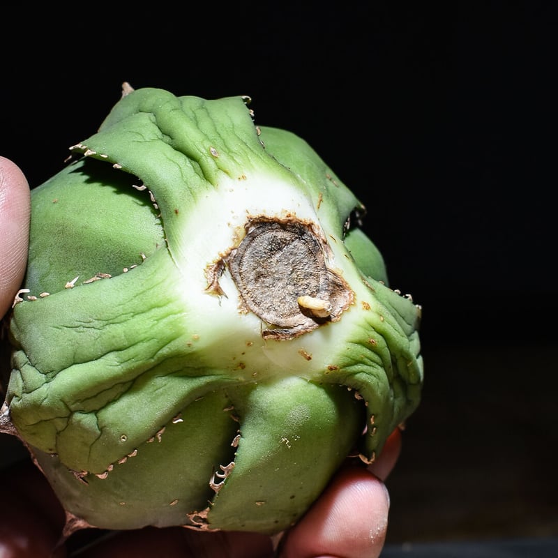 アガベ チタノタ 白鯨 ボールタイプの超良型株 (抜き苗販売) type A