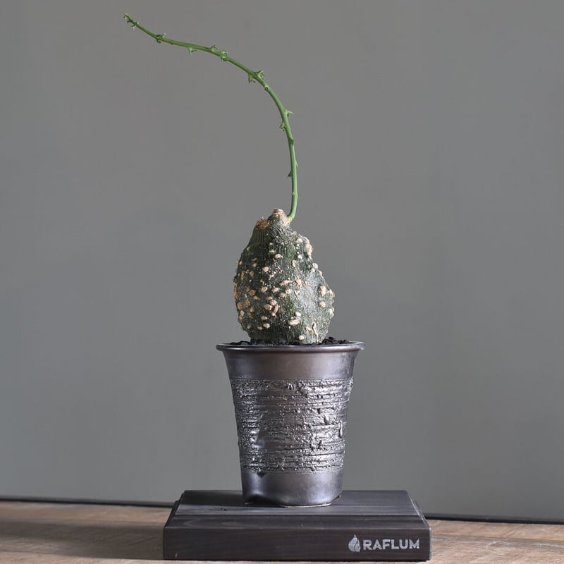 アデニア グロボーサ【塊根部が大きくゴツゴツした人気の優良株