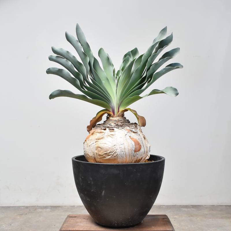 RAFLUMコレクション】ブーファン ハエマンソイデス (発根済み) A