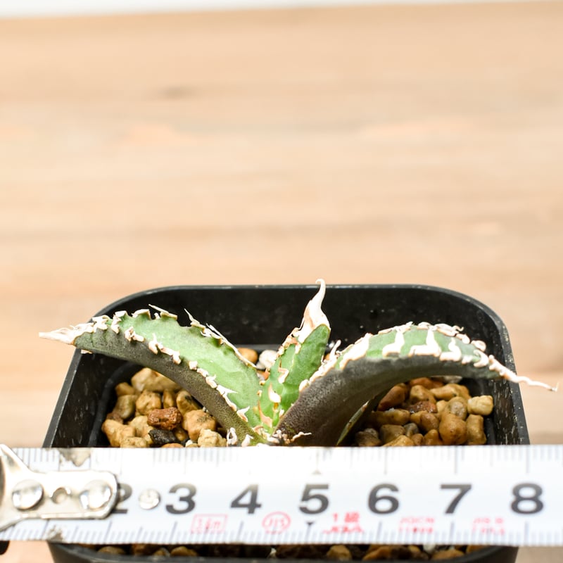 アガベ チタノタ ゴジラ 