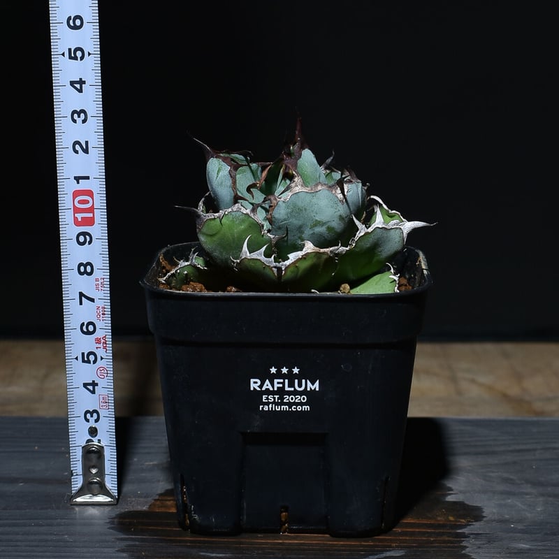 アガベ チタノタ ブラックアンドブルー 