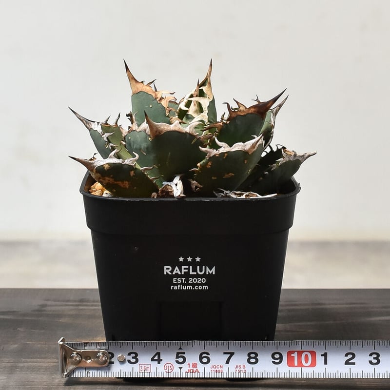 アガベ チタノタ 