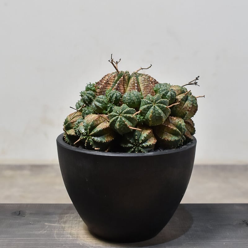 ユーフォルビア・バリダ 群生 