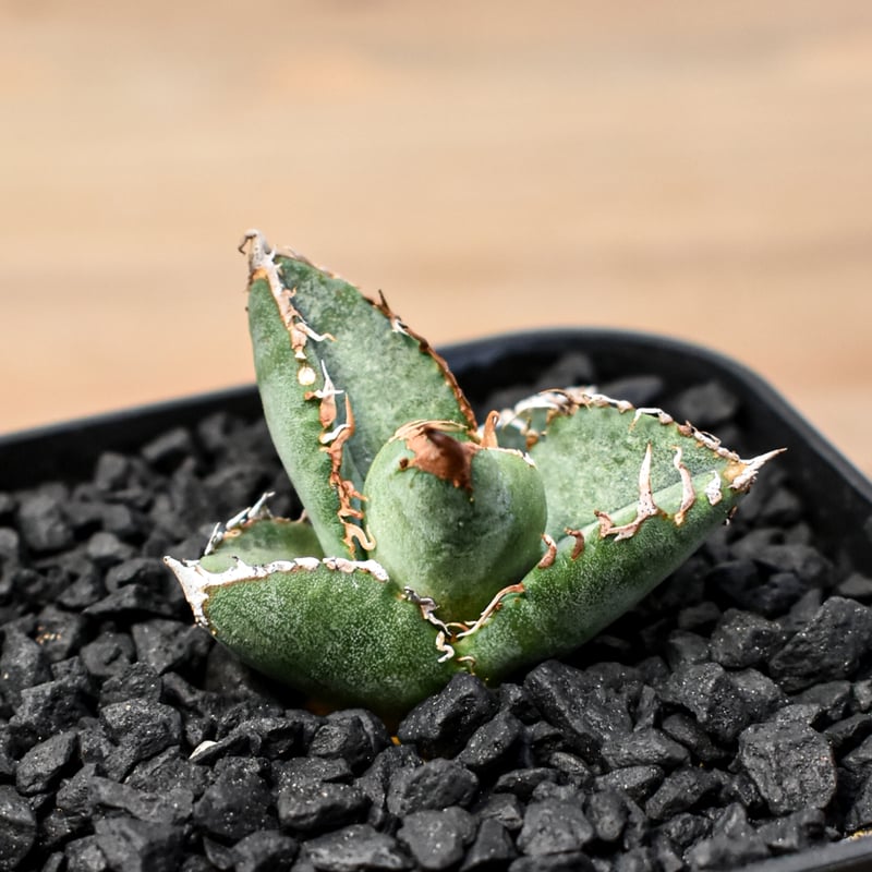 アガベ チタノタ Shi-hao 