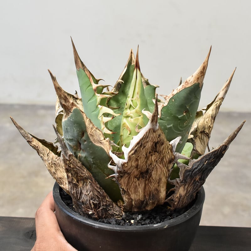 アガベ オアハカ 