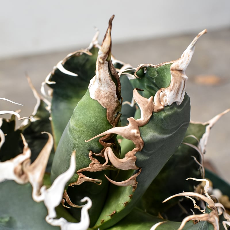 RAFLUMコレクション】アガベ チタノタ 