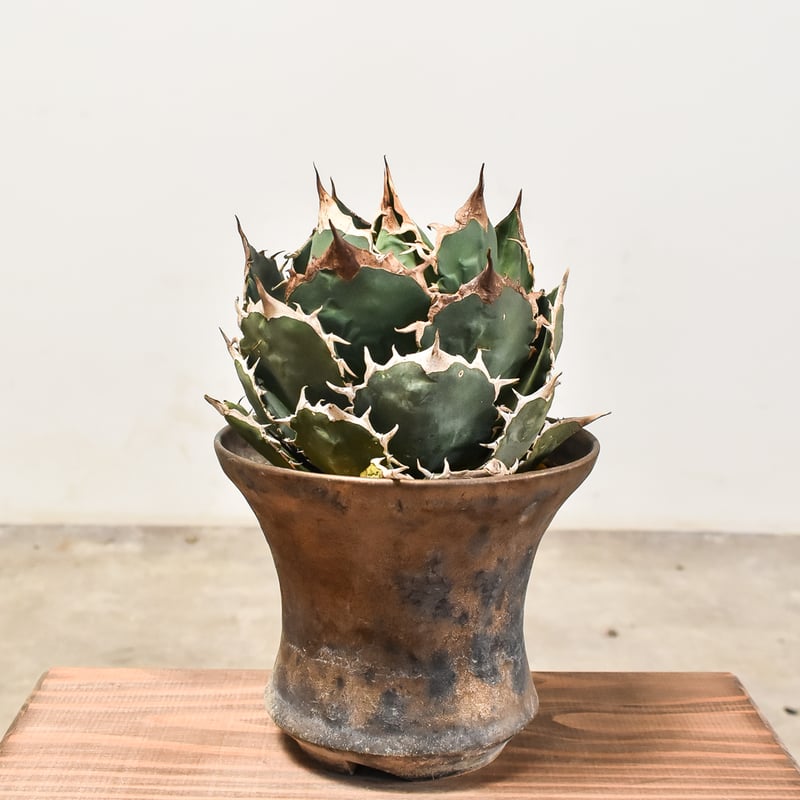 アガベ チタノタ オテロイ 