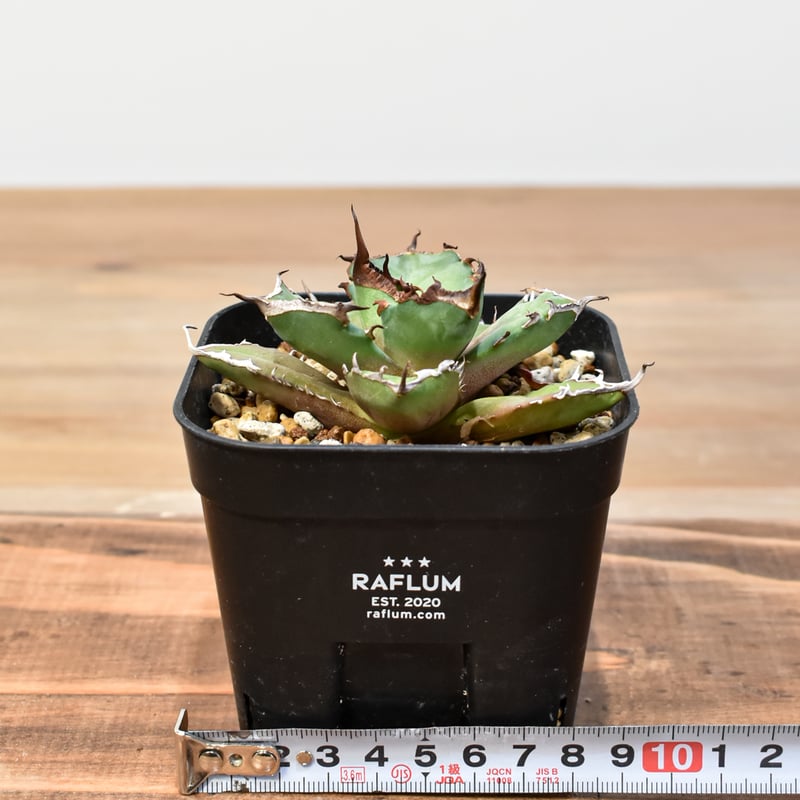 アガベ チタノタ DENNIS043【台湾DENNIS産/発根済み/中株】C DN25010