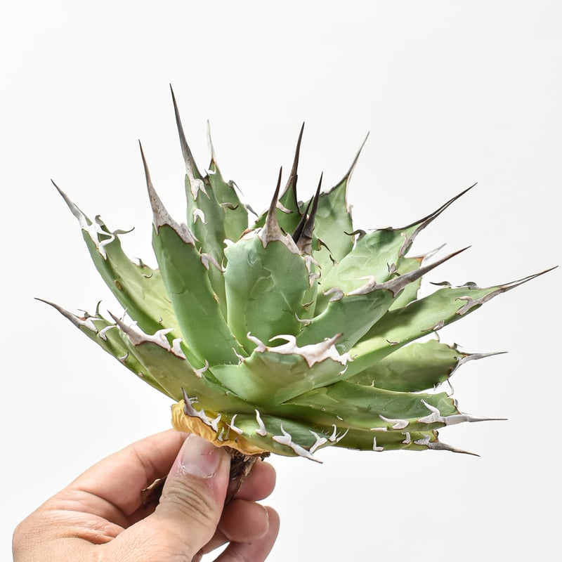 アガベ Dennis hybrid 妖炎x鬼爪 【台湾DENNIS産/抜き苗/大株】A DN