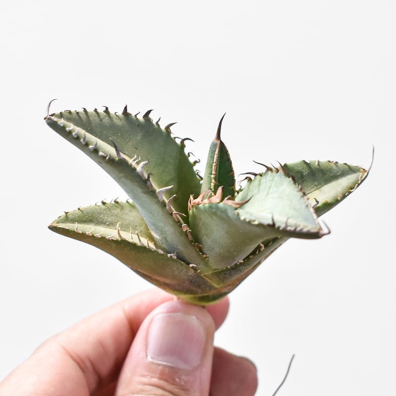 アガベ チタノタ 