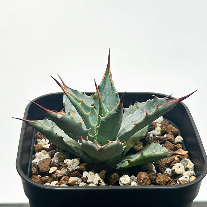 アガベ hybrid イシスメンシス×エボリスピナ/甲蟹X妖炎 【台湾 dragon