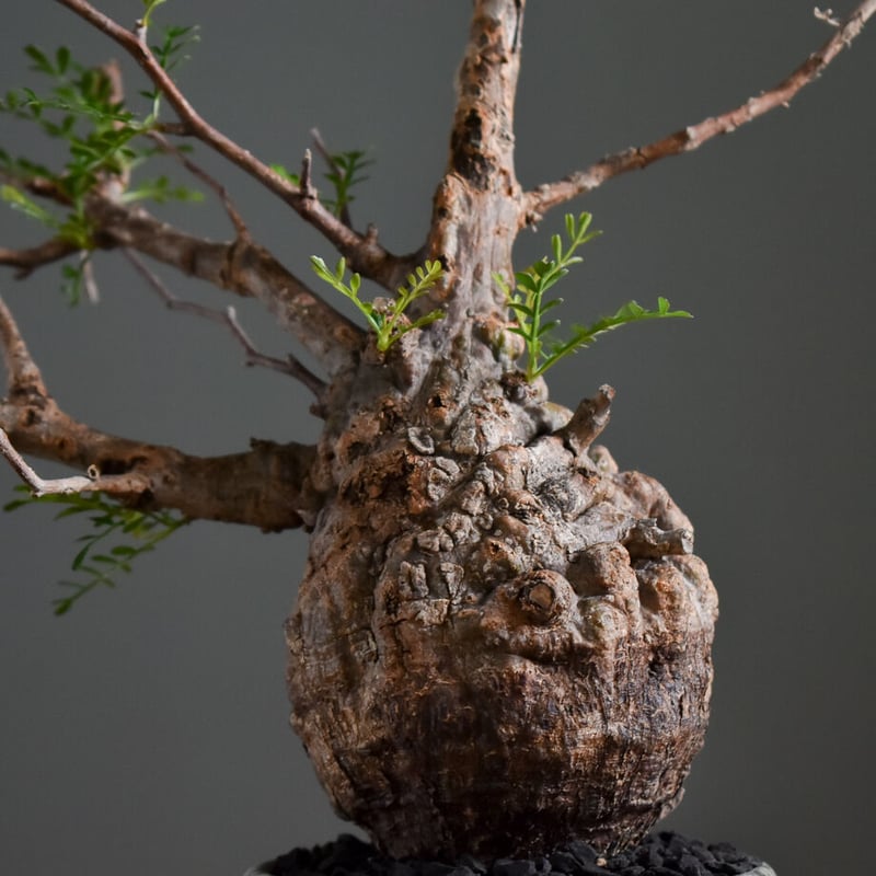 オペルクリカリア パキプス【手乗りサイズ・見事な枝ぶり！厳選された