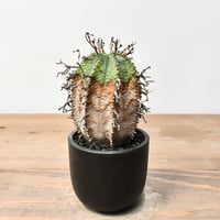 チレコドン レティキュラーツス 