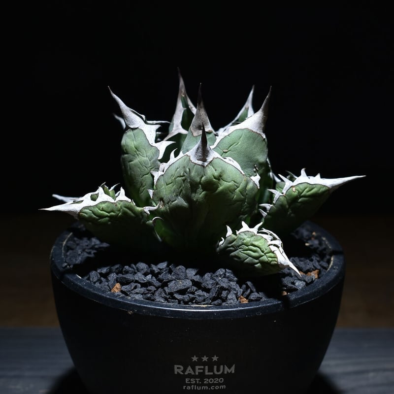 アガベ チタノタ ドワーフ ボールタイプ “姫厳竜” （発根済み