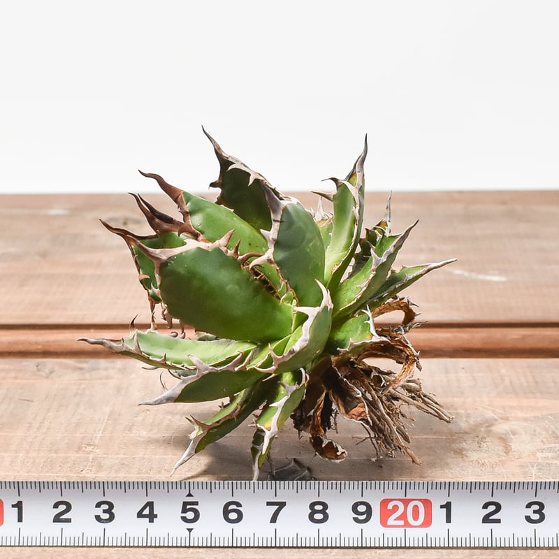 国内実生最高峰】アガベ ホリダ【OSPセレクト株 / 抜き苗 / 実生】31