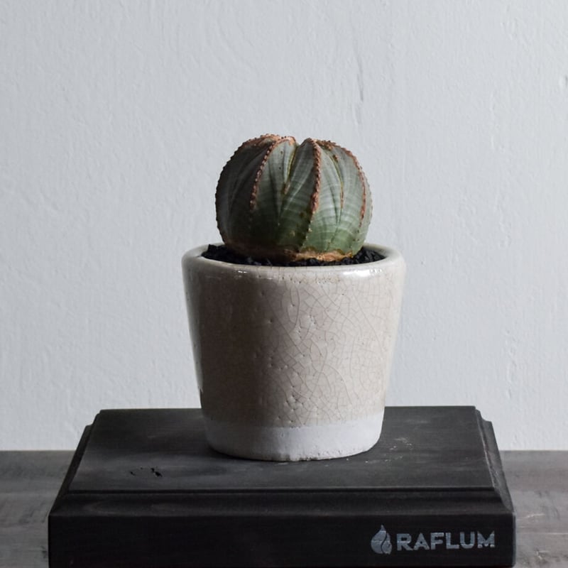 ユーフォルビア オベサ /オールド オベサ【根強い人気！！木質化の